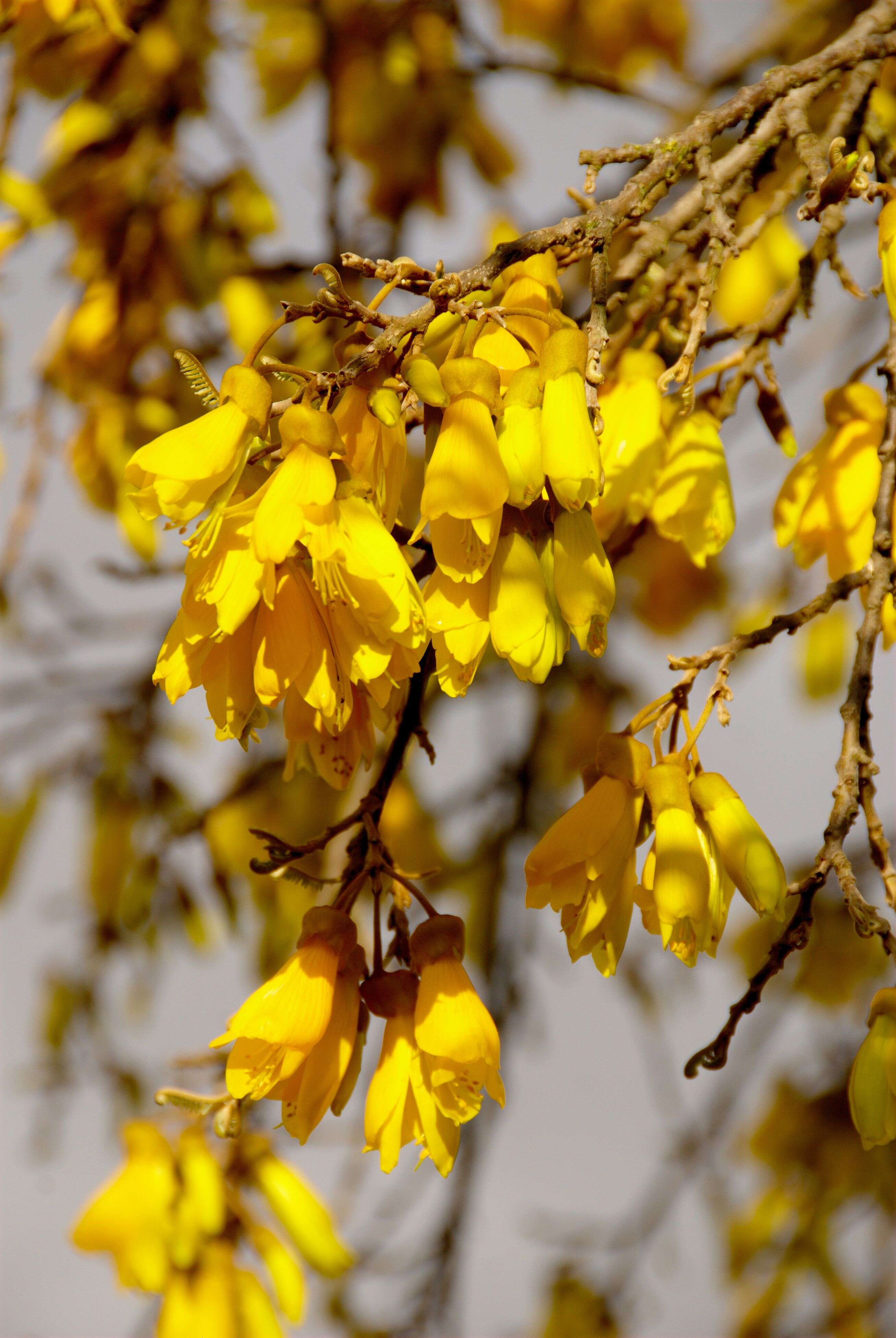 Image of kowhai