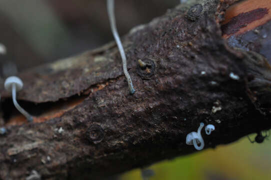 Image de Mycena cyanorhiza Quél. 1875