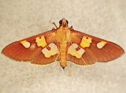 Image of Prenesta evippealis