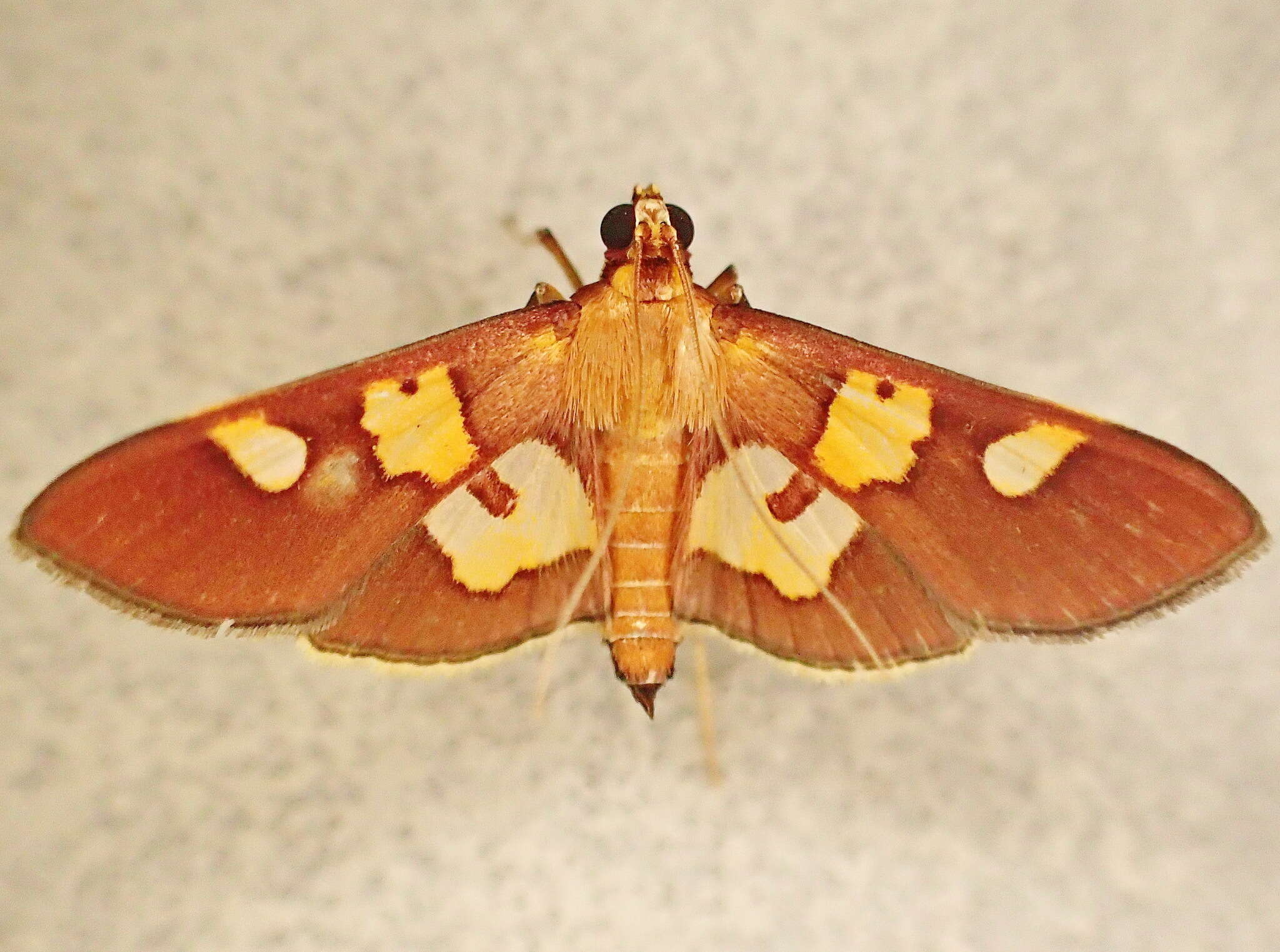 Image of Prenesta evippealis