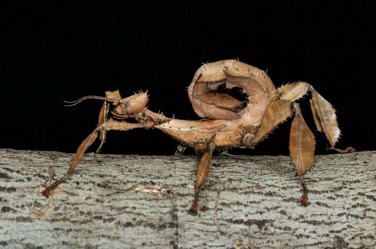 Image of giant stick insect