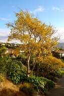 Image of kowhai