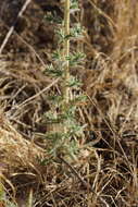 Image of big tarweed