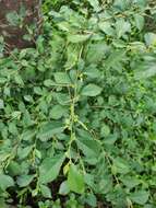 Acalypha siamensis Oliv. ex Gage resmi