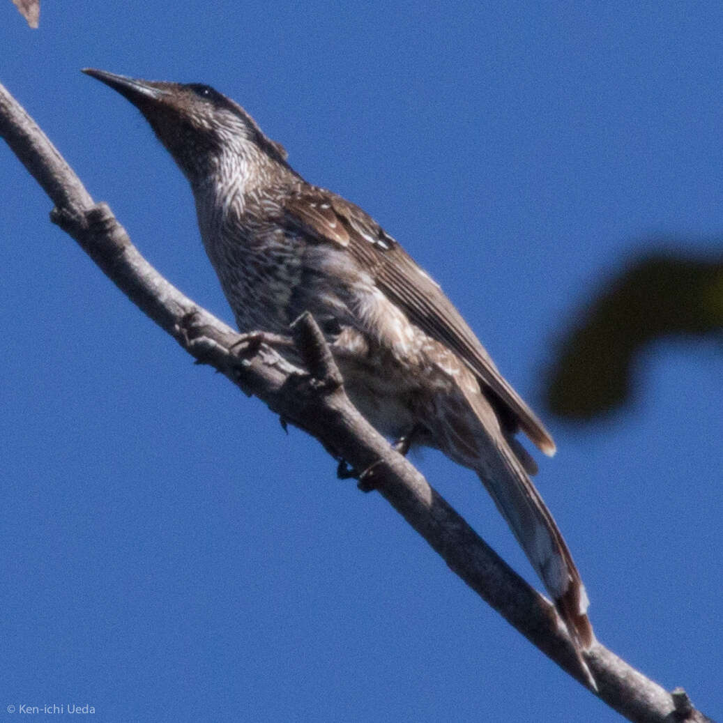 Image of Brush Wattlebird