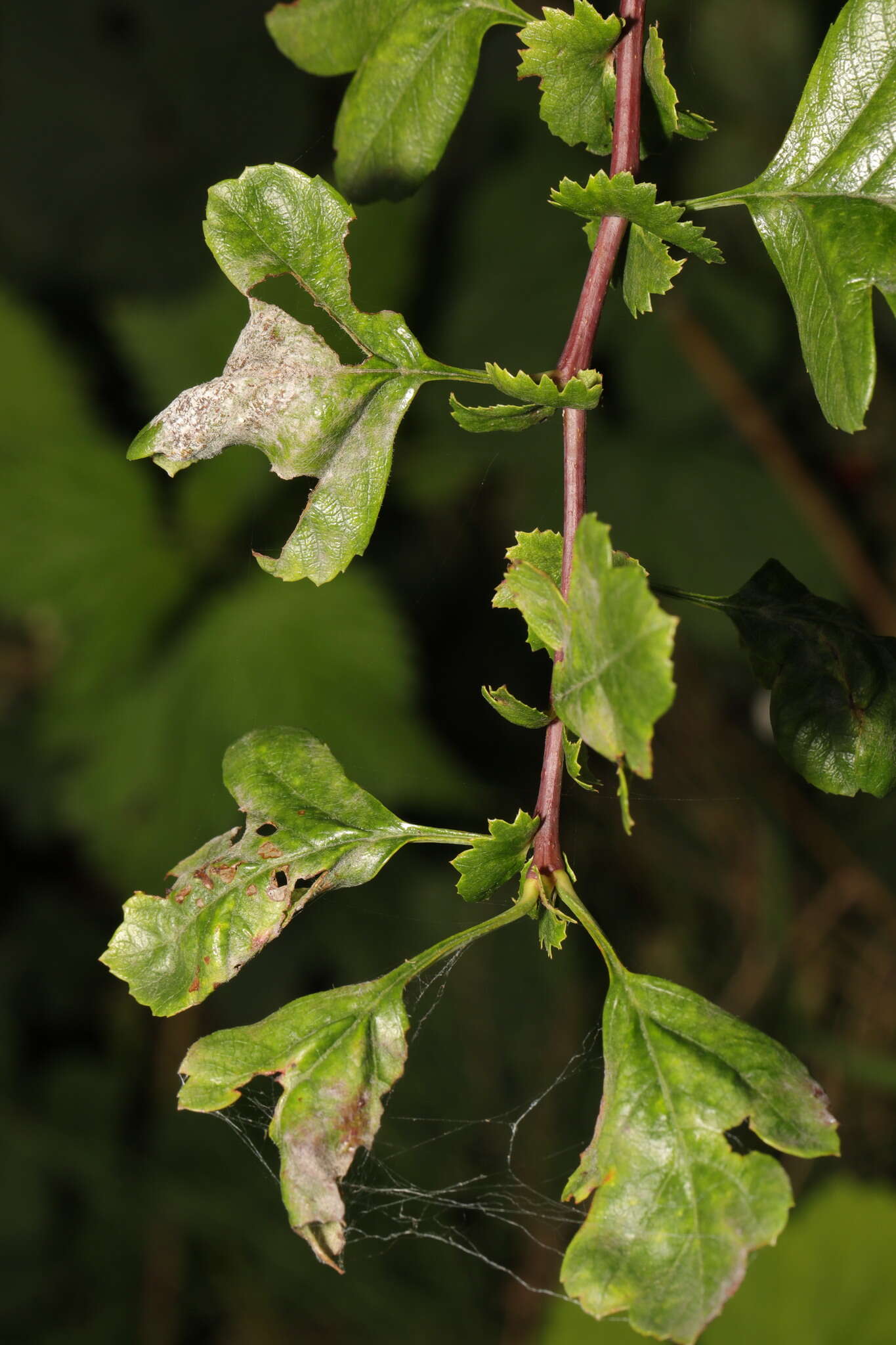 Image of Podosphaera clandestina (Wallr.) Lév. 1851