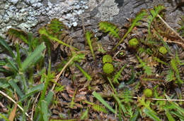 Image of Leptinella pusilla Hook. fil.