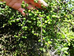 Imagem de Coprosma crassifolia Colenso