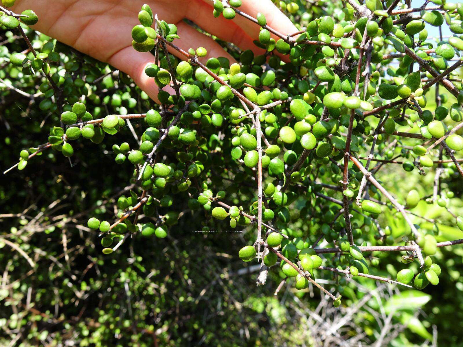 Imagem de Coprosma crassifolia Colenso