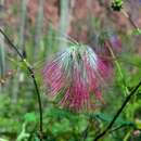 Image of Zapoteca formosa subsp. rosei (Wiggins) H. M. Hern.