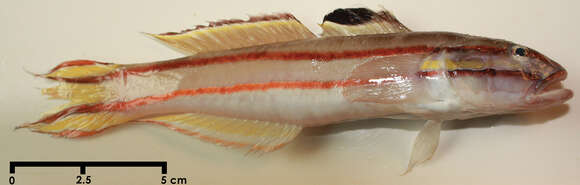 Image of Twostripe goby