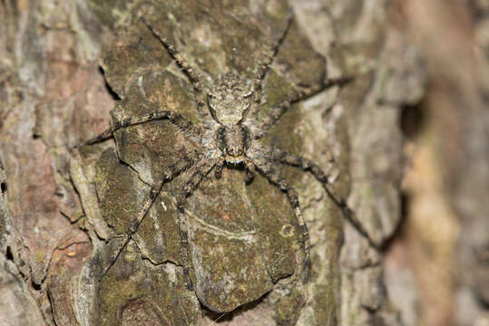 Image of Philodromus margaritatus (Clerck 1757)