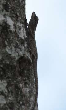 Image of Bark anole