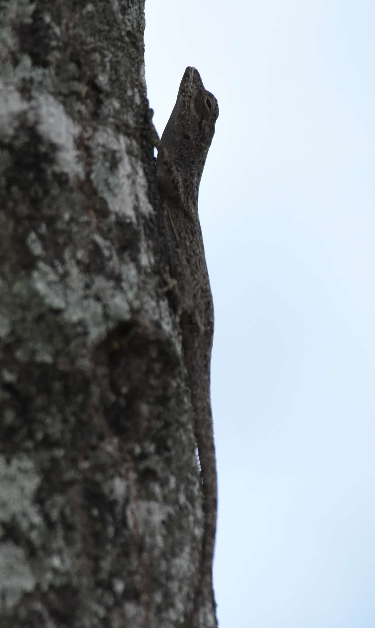 Image de Anolis distichus Cope 1861