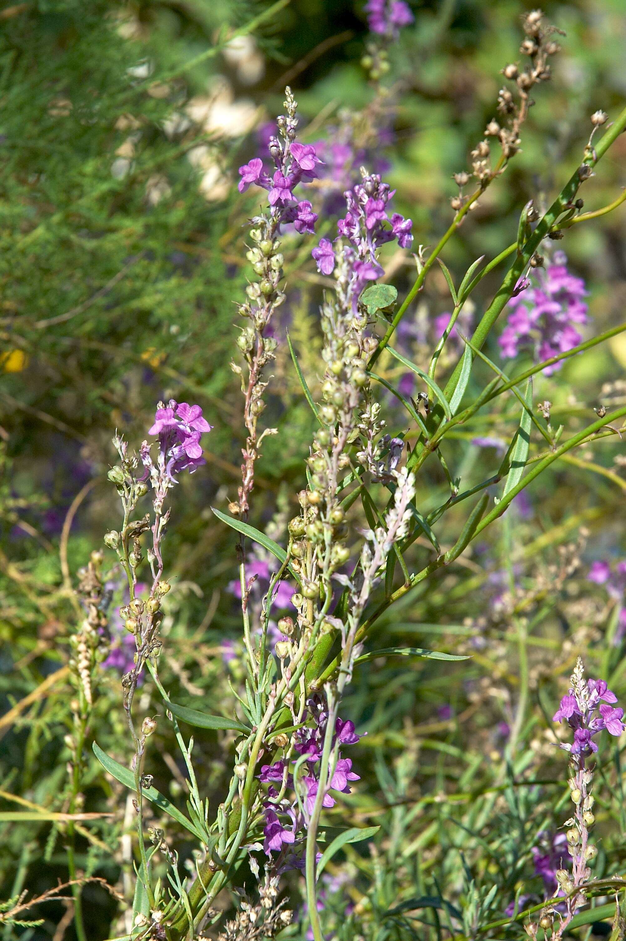 Image of Purple Toadflax