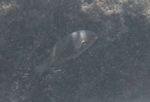 Image of Belted wrasse