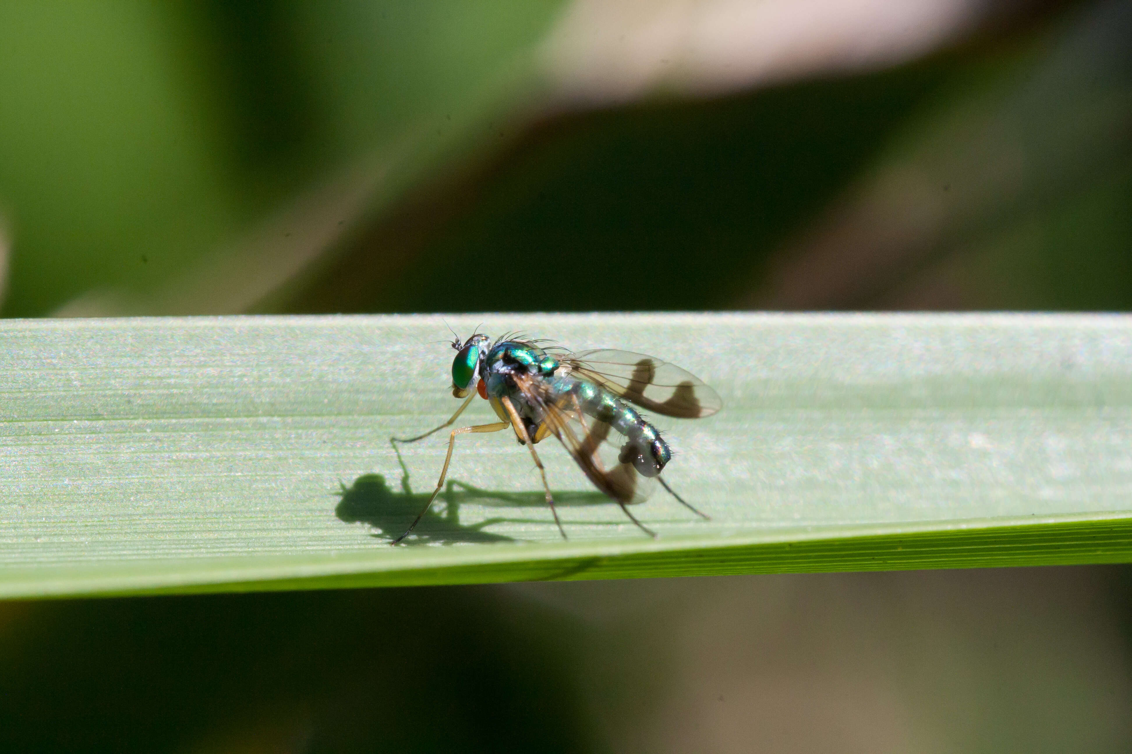 Image of Austrosciapus