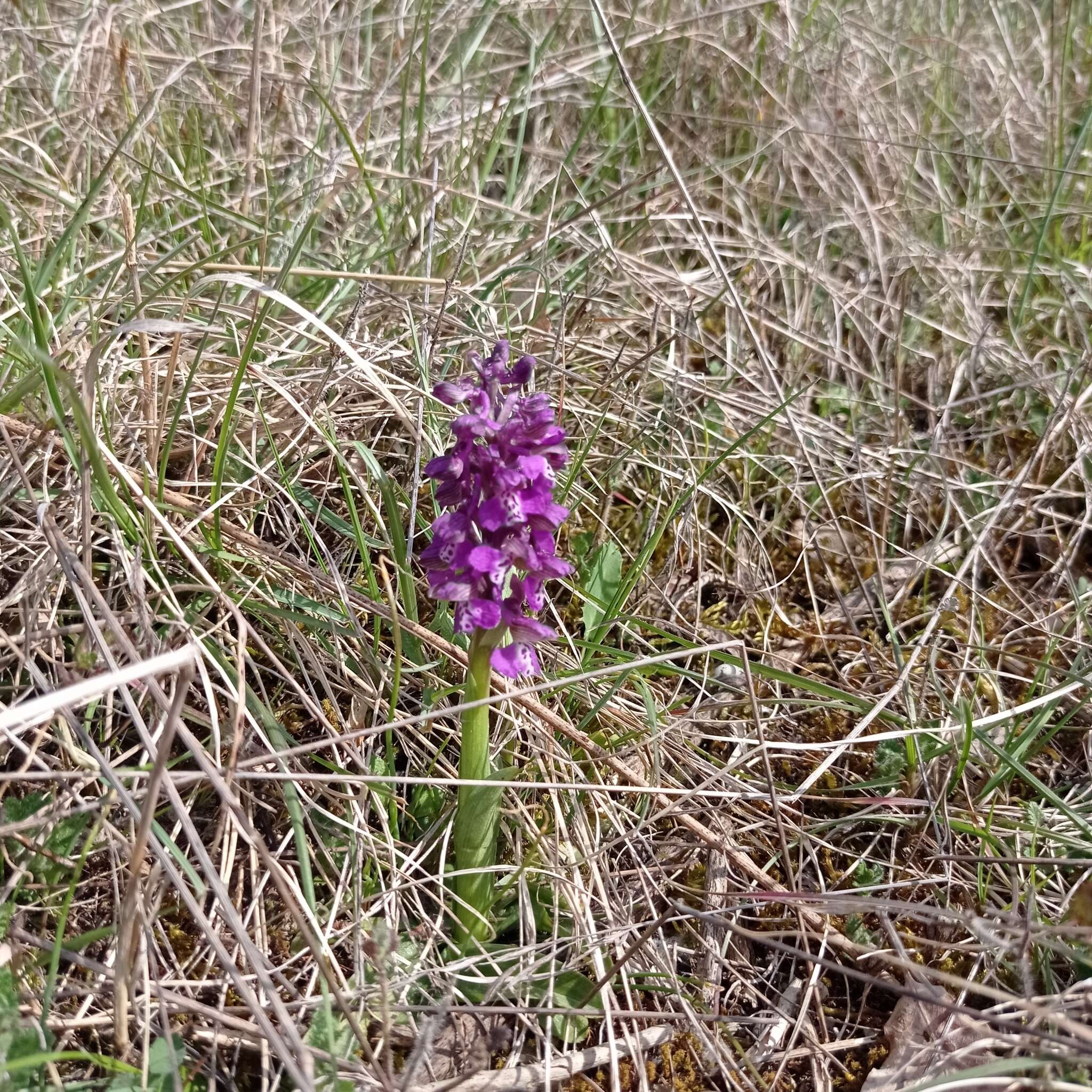 Image of Anacamptis morio subsp. morio