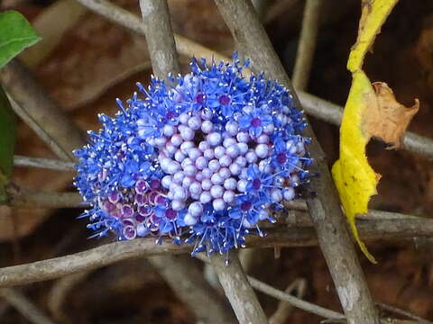 Image of Memecylon umbellatum Burm. fil.