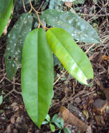 Imagem de Cullenia exarillata A. Robyns