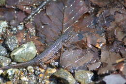 Image of Santeetlah Dusky Salamander