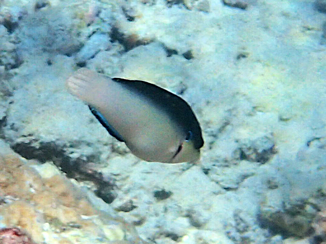 Image of New guinea wrasse