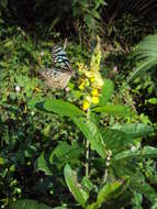 Image de Crotalaria retusa L.