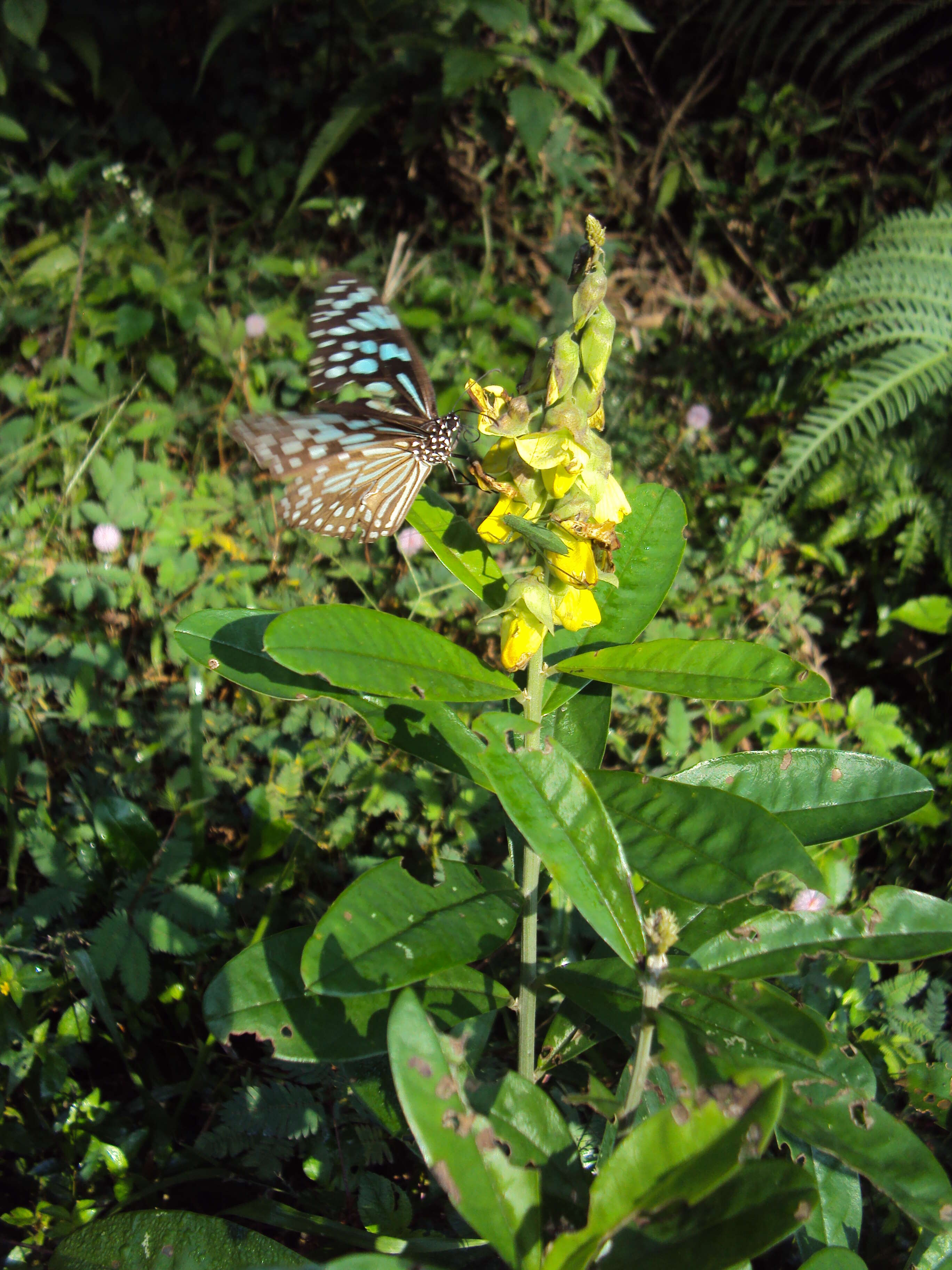 Image de Crotalaria retusa L.