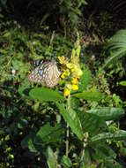 Image de Crotalaria retusa L.