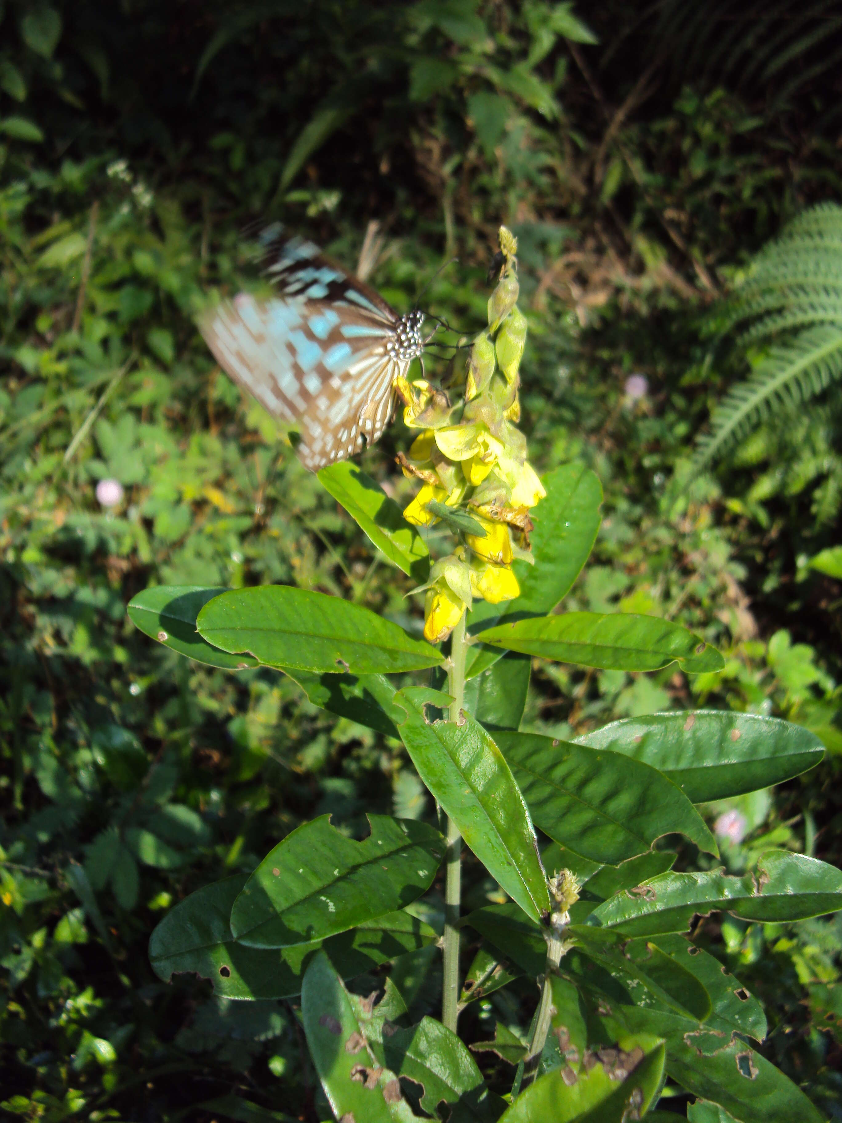 Image de Crotalaria retusa L.