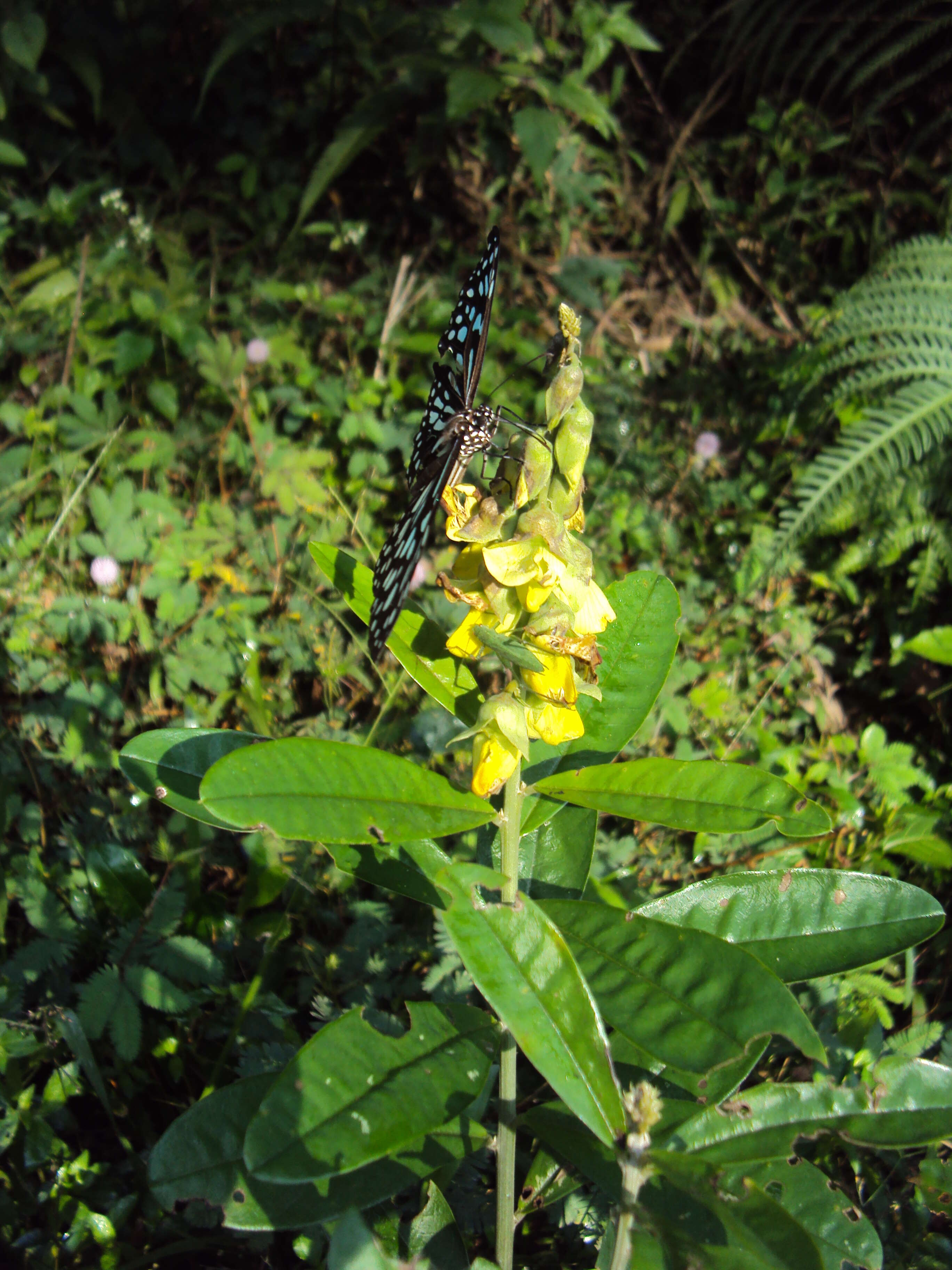 Image de Crotalaria retusa L.