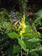 Image de Crotalaria retusa L.