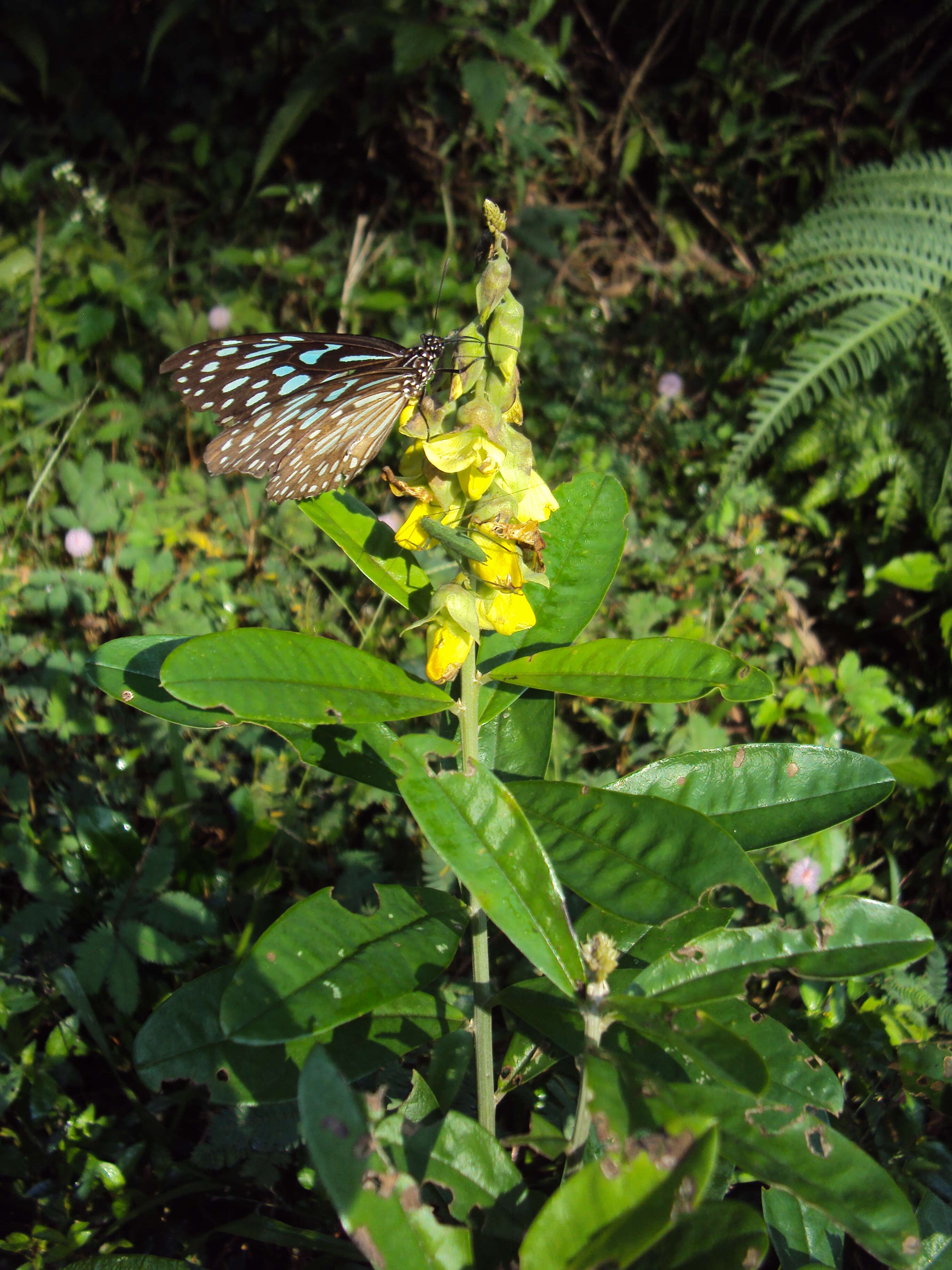 Image de Crotalaria retusa L.