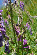 Image of Hedysarum hedysaroides subsp. hedysaroides