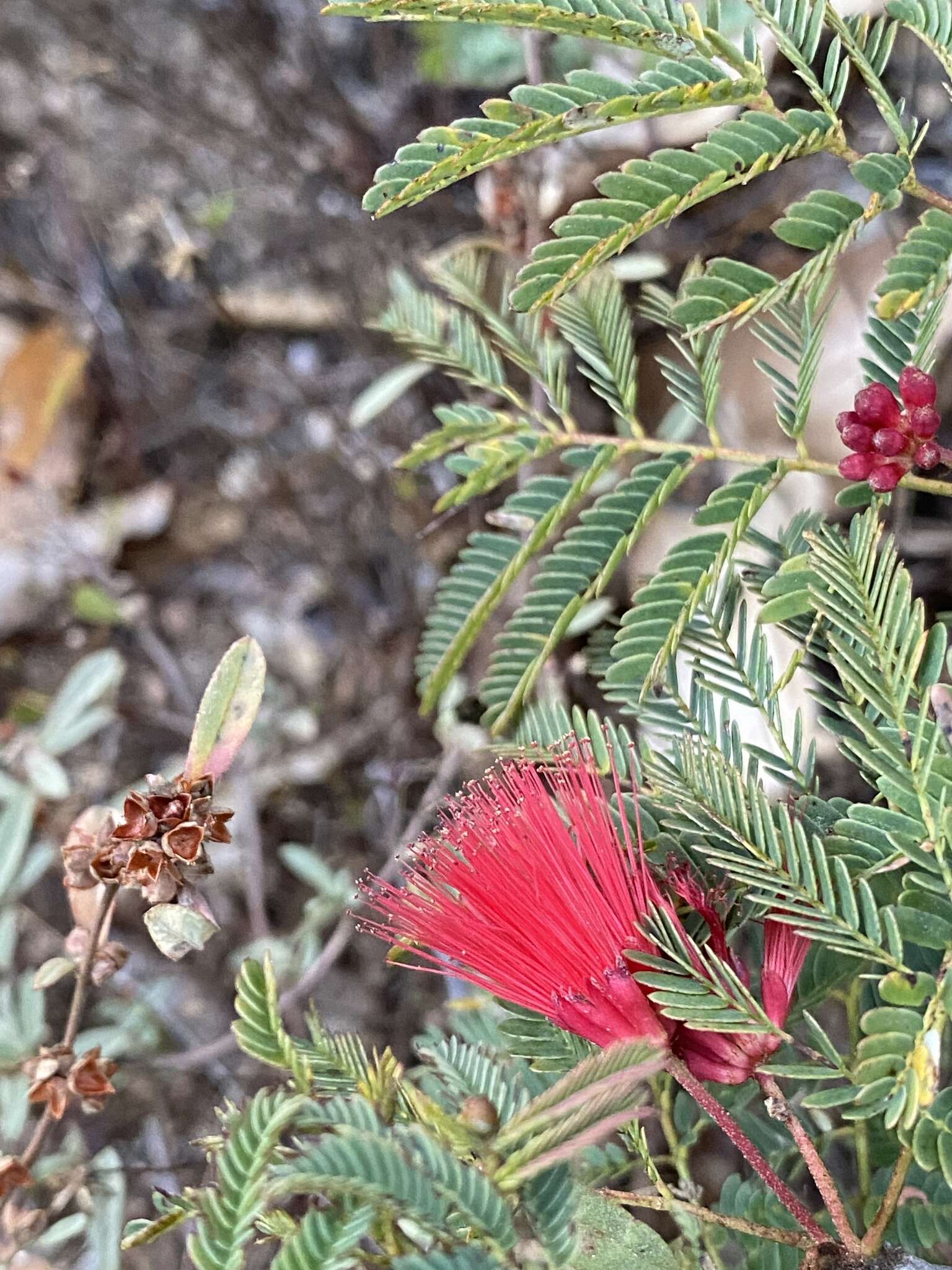 Image of Calliandra peninsularis Rose