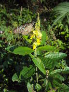 Image de Crotalaria retusa L.