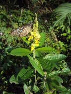 Image de Crotalaria retusa L.