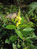 Image de Crotalaria retusa L.