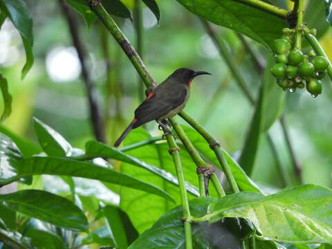 Image of Crimson-rumped Myzomela