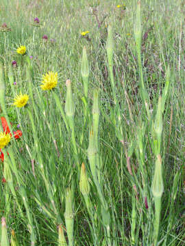 Image of yellow salsify