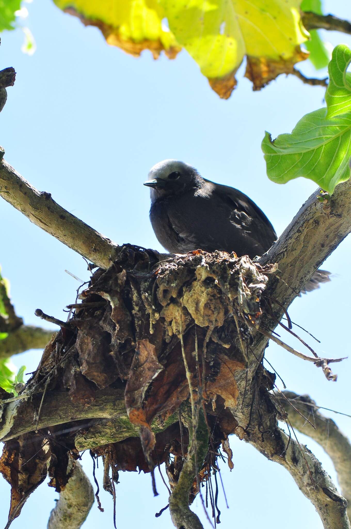 Anous tenuirostris (Temminck 1823) resmi