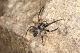 Image of Walnut Orb-Weaver Spider