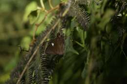 Image de Notocrypta feisthamelii Boisduval 1832