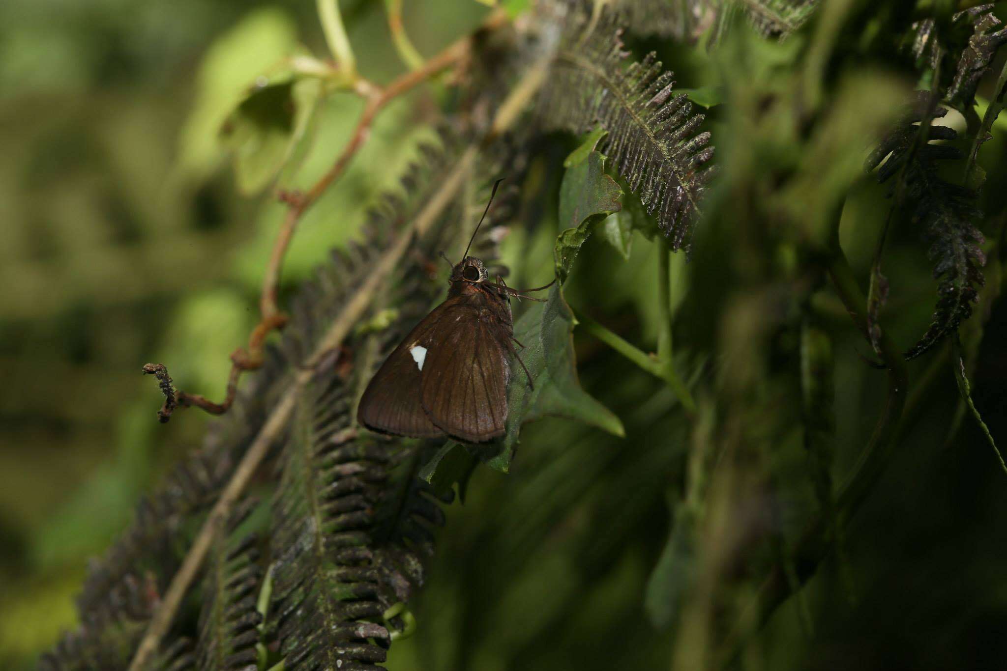 Notocrypta feisthamelii Boisduval 1832 resmi