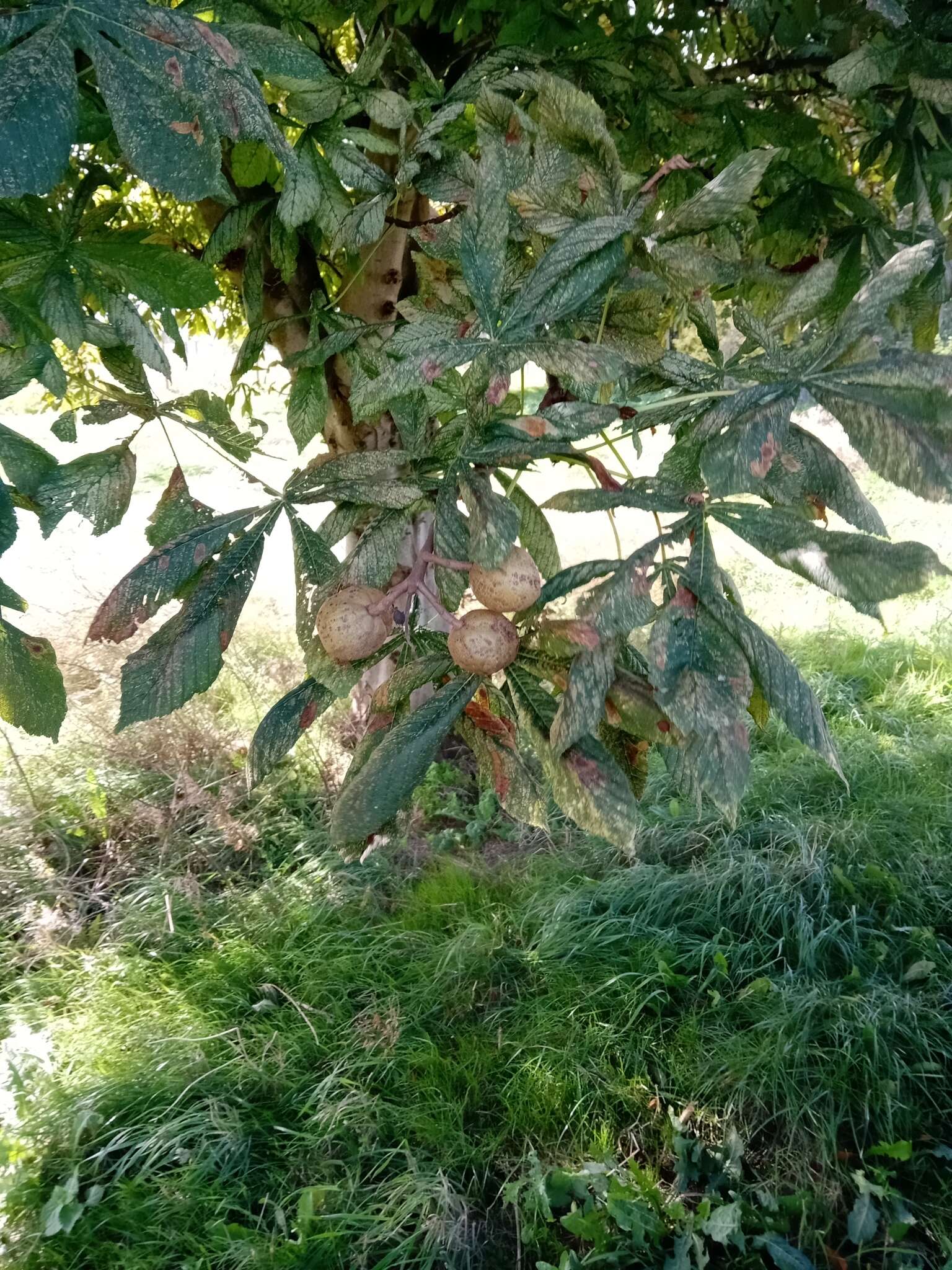 Image of red horse-chestnut