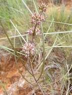 Image of Cynanchum junciforme (Decne.) S. Liede