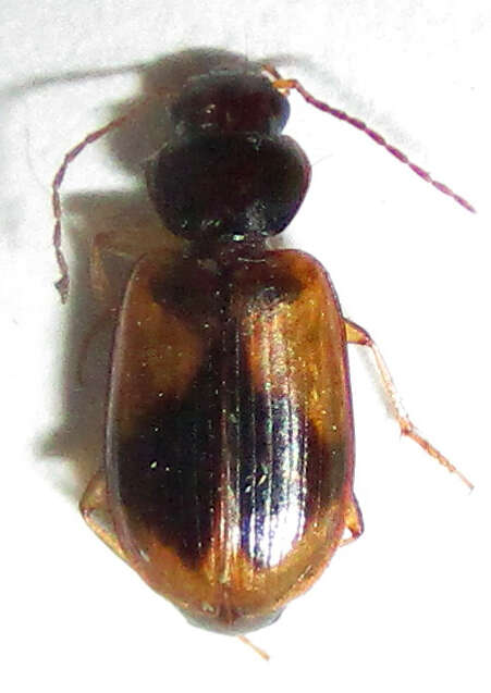 Слика од Amblystomus amabilis (Boheman 1848)