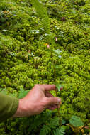 Sivun Dryopteris boottii (Tuckerm.) Underw. kuva