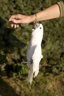 Image of Umbrella Cockatoo