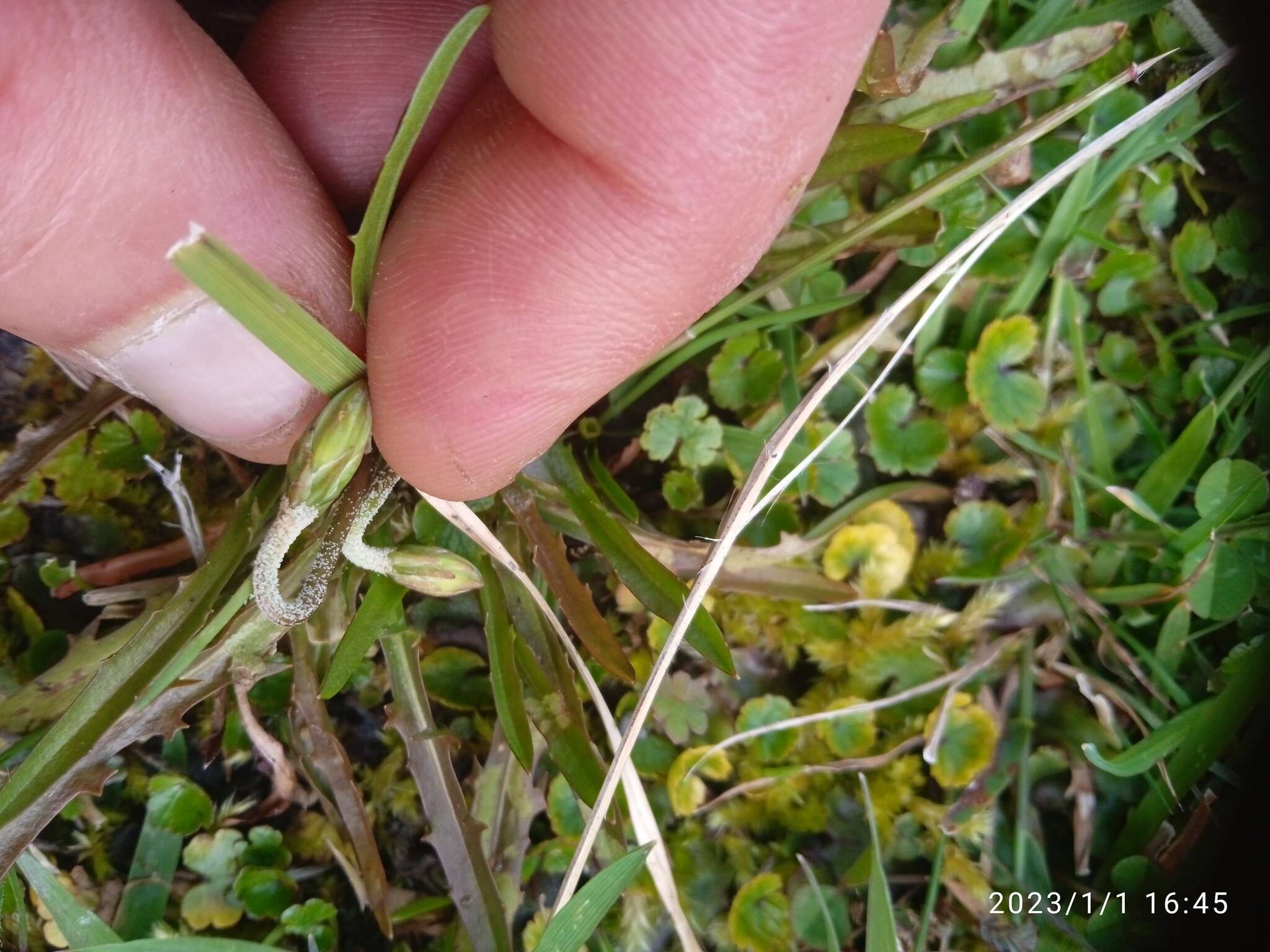 Microseris scapigera (Cunn.) Sch. Bip. resmi